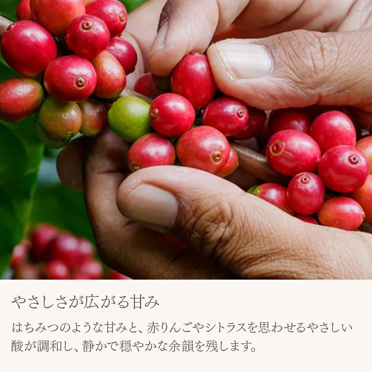 【農薬不使用・無化学肥料】メキシコ マヤビニック 中深煎り