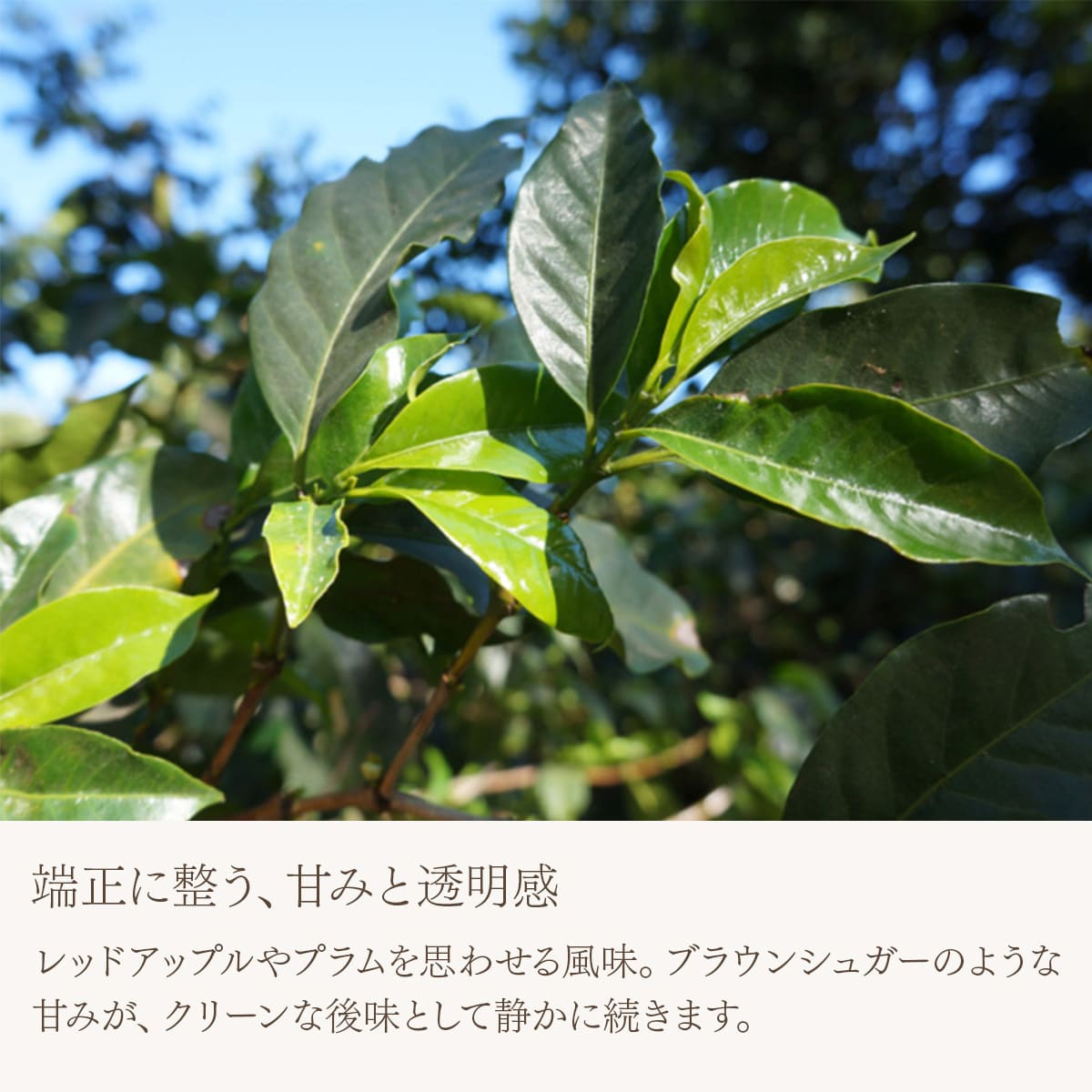 【スペシャリティーコーヒー】グアテマラ フロレンシアブルボン 中深煎り