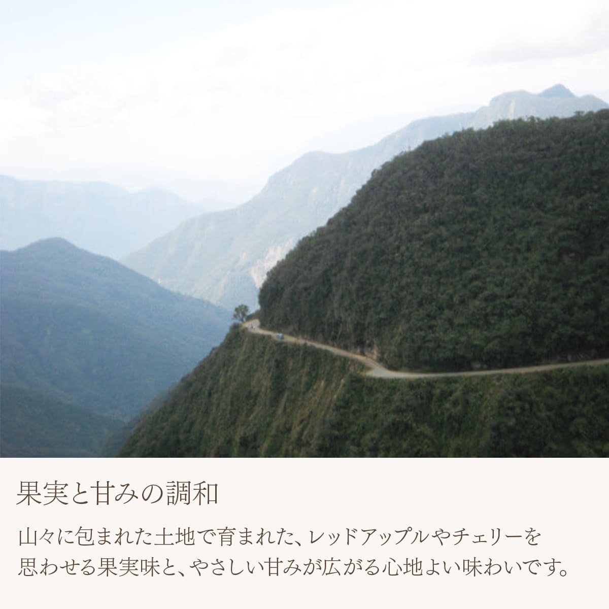 ボリビア カフェ・ジャスミン エドゥアルド・トラ 中深煎り