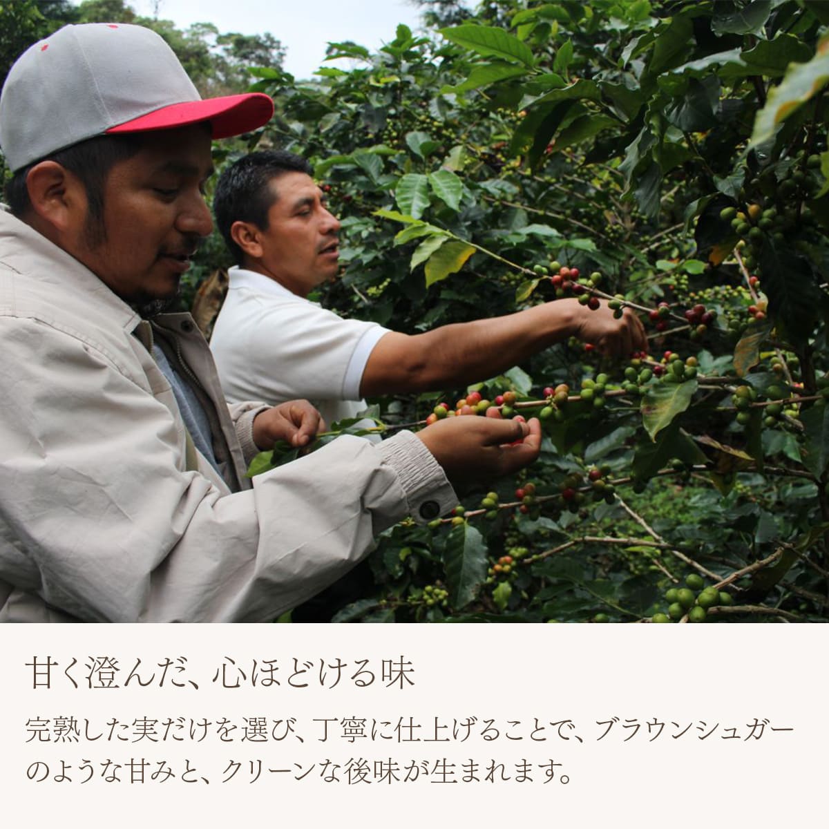 カフェインレス メキシコ フィンカ・ドン・ラファ