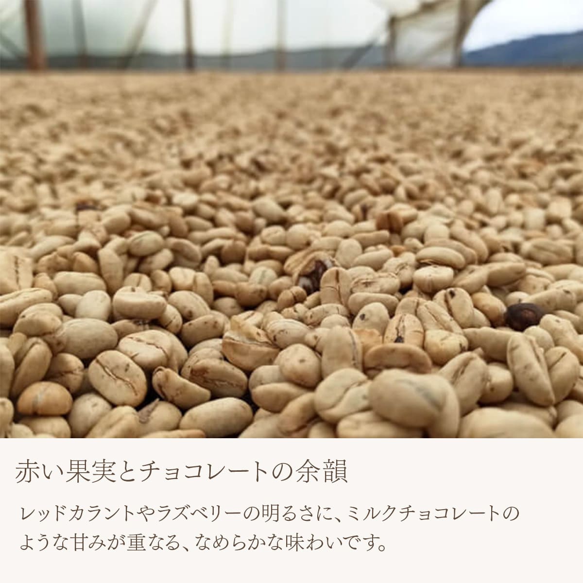 コロンビア ウイラ カトゥーラ・チロソ ウォッシュド