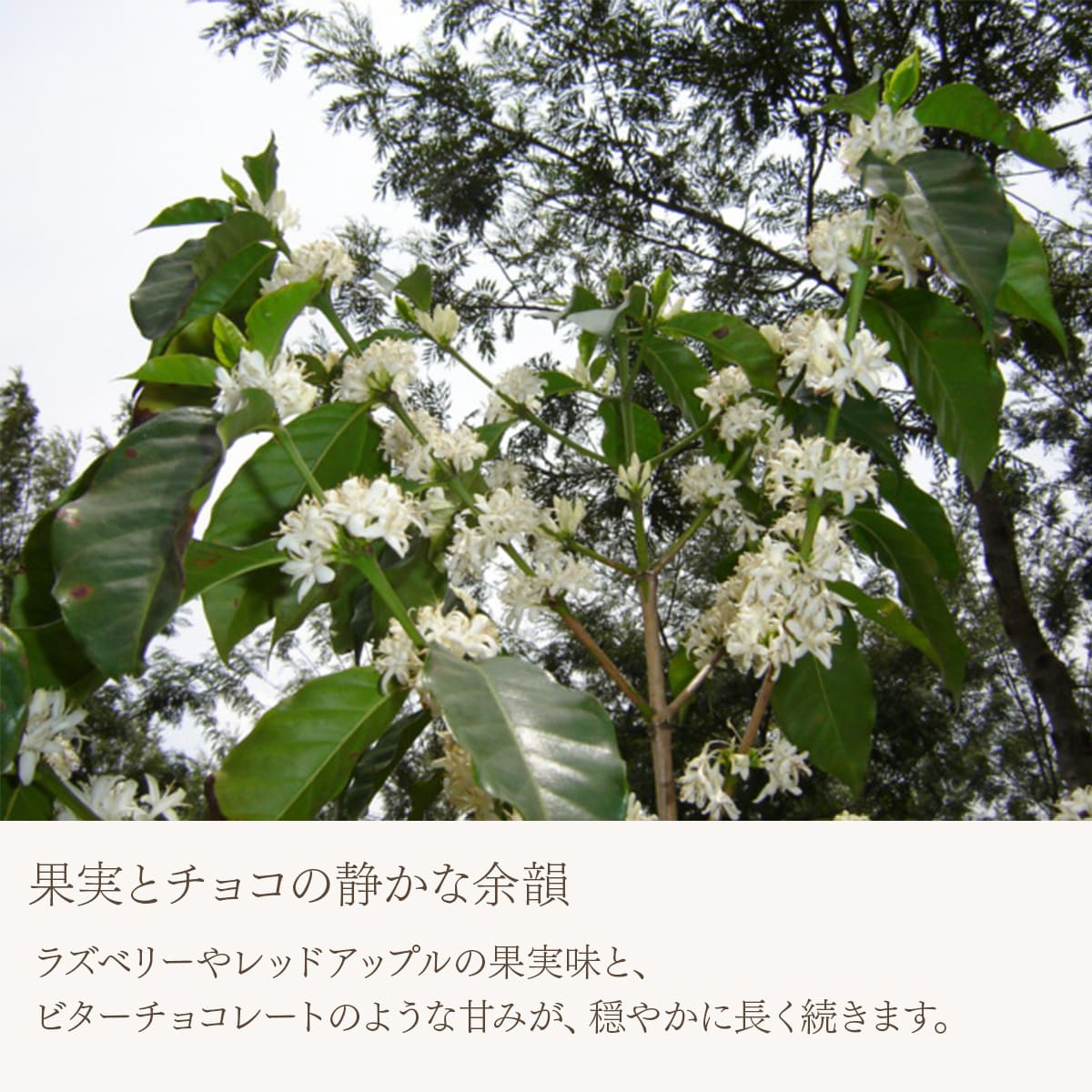 グアテマラ レタナ農園 レッドブルボン