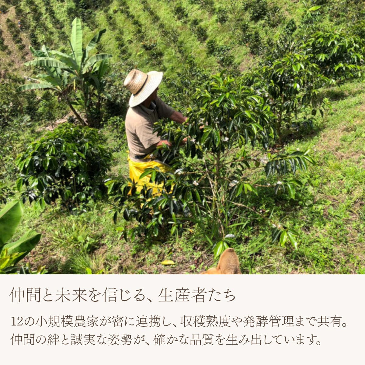 コロンビア ウイラ カトゥーラ・チロソ ウォッシュド