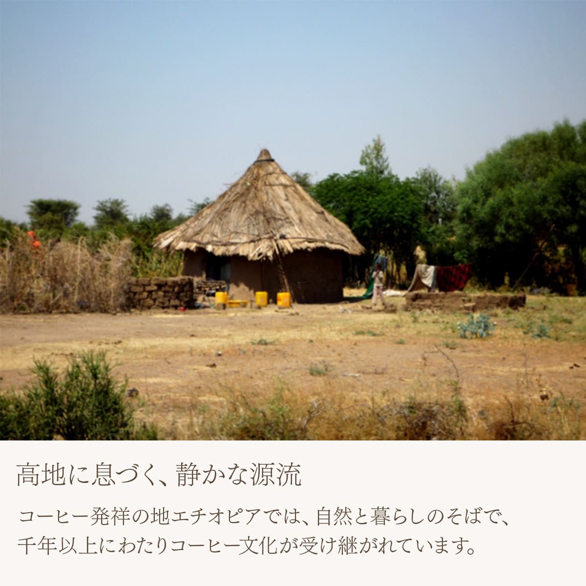 エチオピア イルガチェフェ G2 コンガ農協 フェアトレード