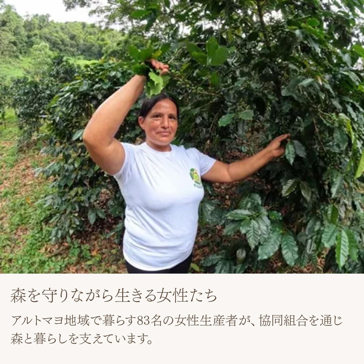【農薬不使用・無化学肥料】ペルー アルトマヨの森 フェアトレード 中深煎り