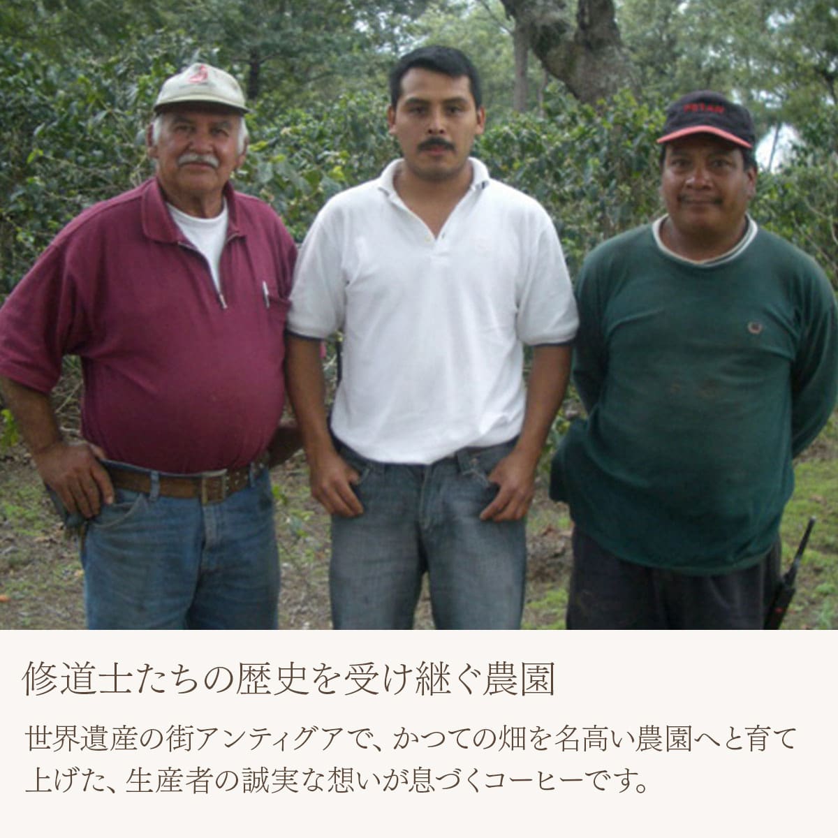 グアテマラ レタナ農園 レッドブルボン