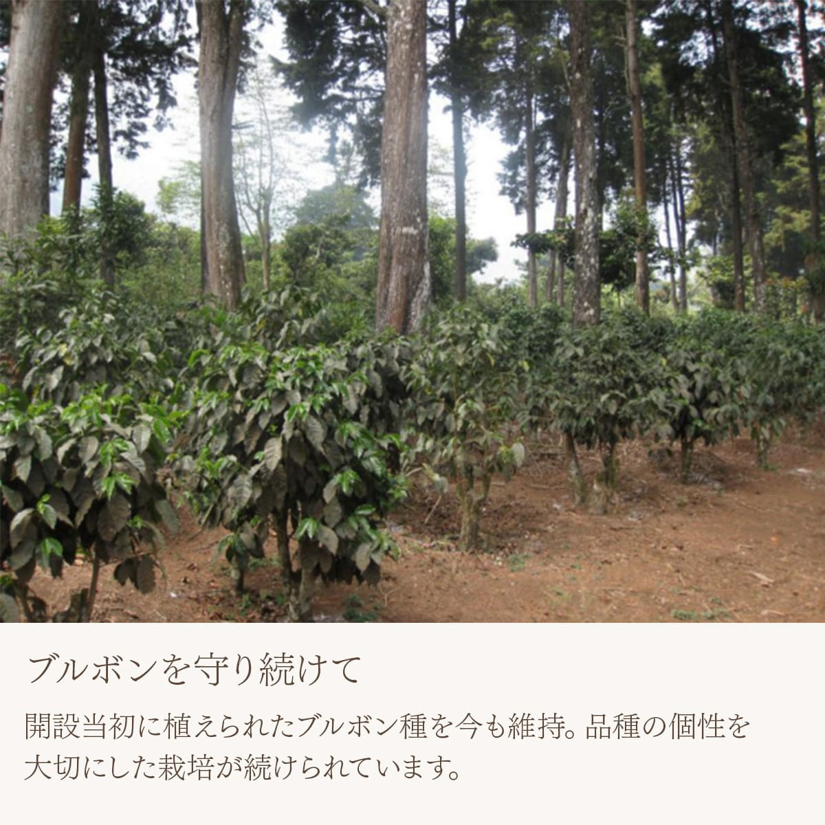 【スペシャリティーコーヒー】グアテマラ フロレンシアブルボン 中深煎り