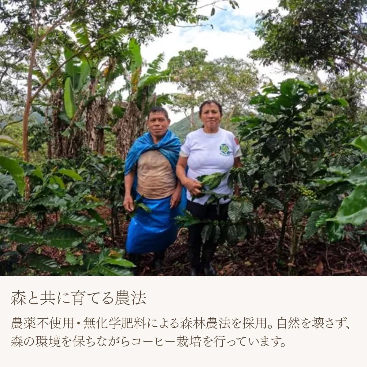 【農薬不使用・無化学肥料】ペルー アルトマヨの森 フェアトレード 中深煎り