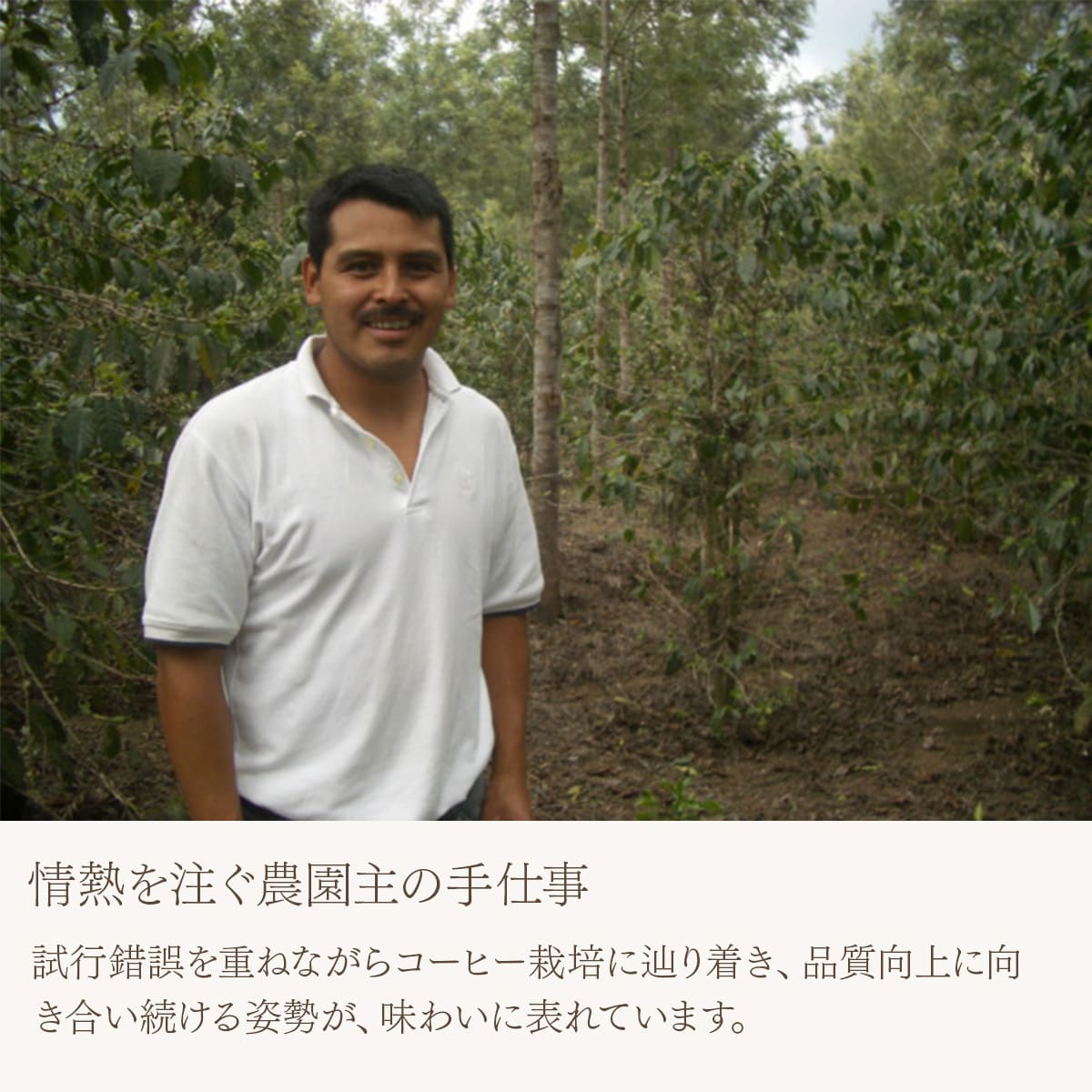 グアテマラ レタナ農園 レッドブルボン