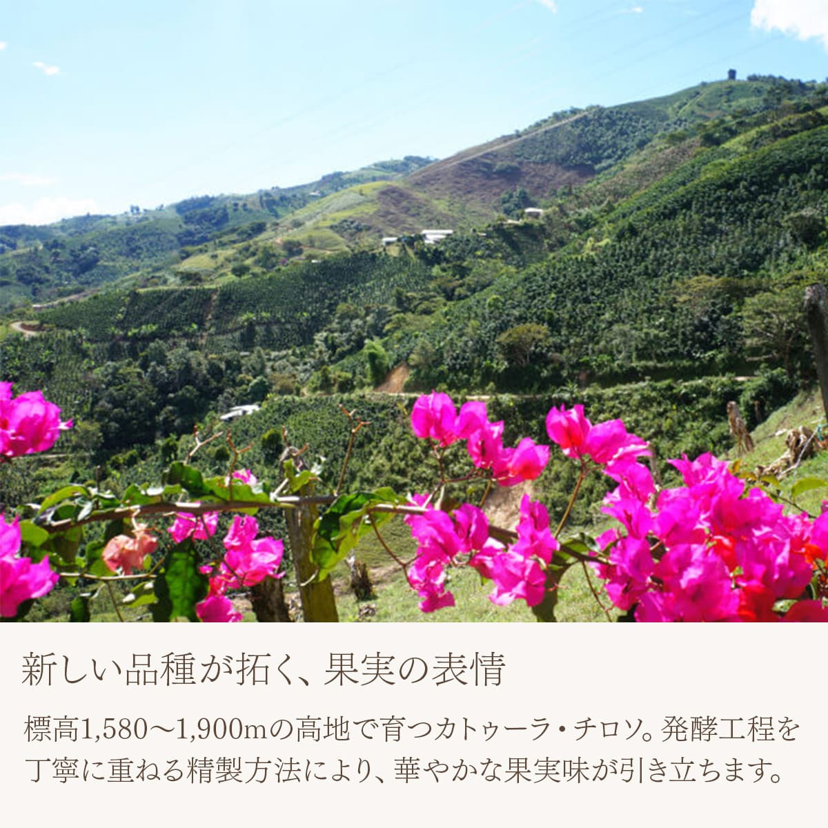 コロンビア ウイラ カトゥーラ・チロソ ウォッシュド