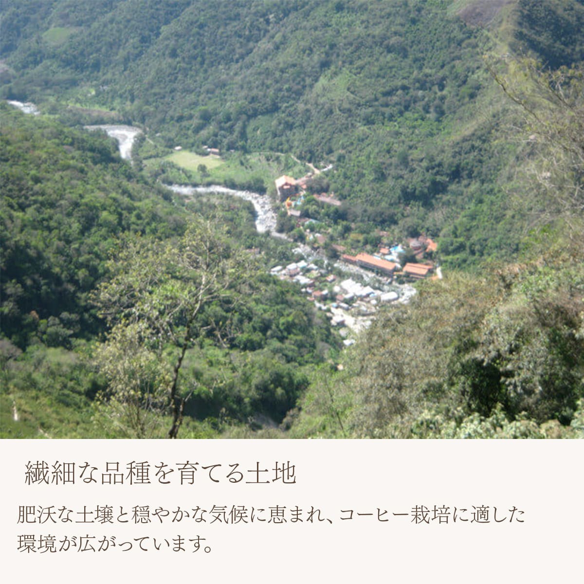 ボリビア カフェ・ジャスミン エドゥアルド・トラ 中深煎り