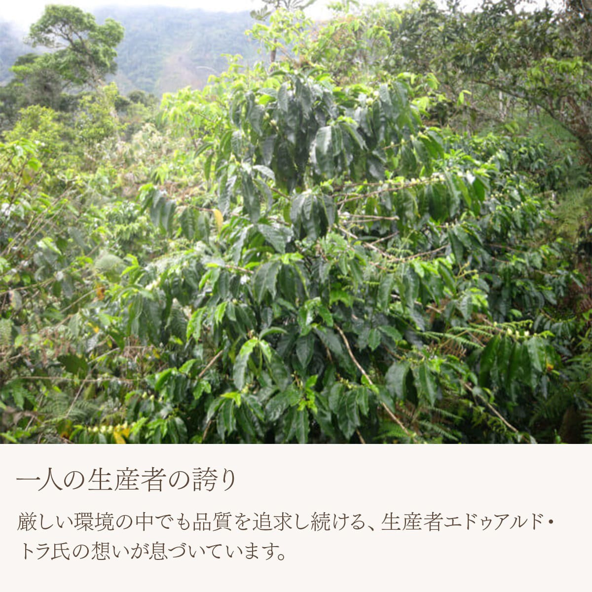 ボリビア カフェ・ジャスミン エドゥアルド・トラ 中深煎り