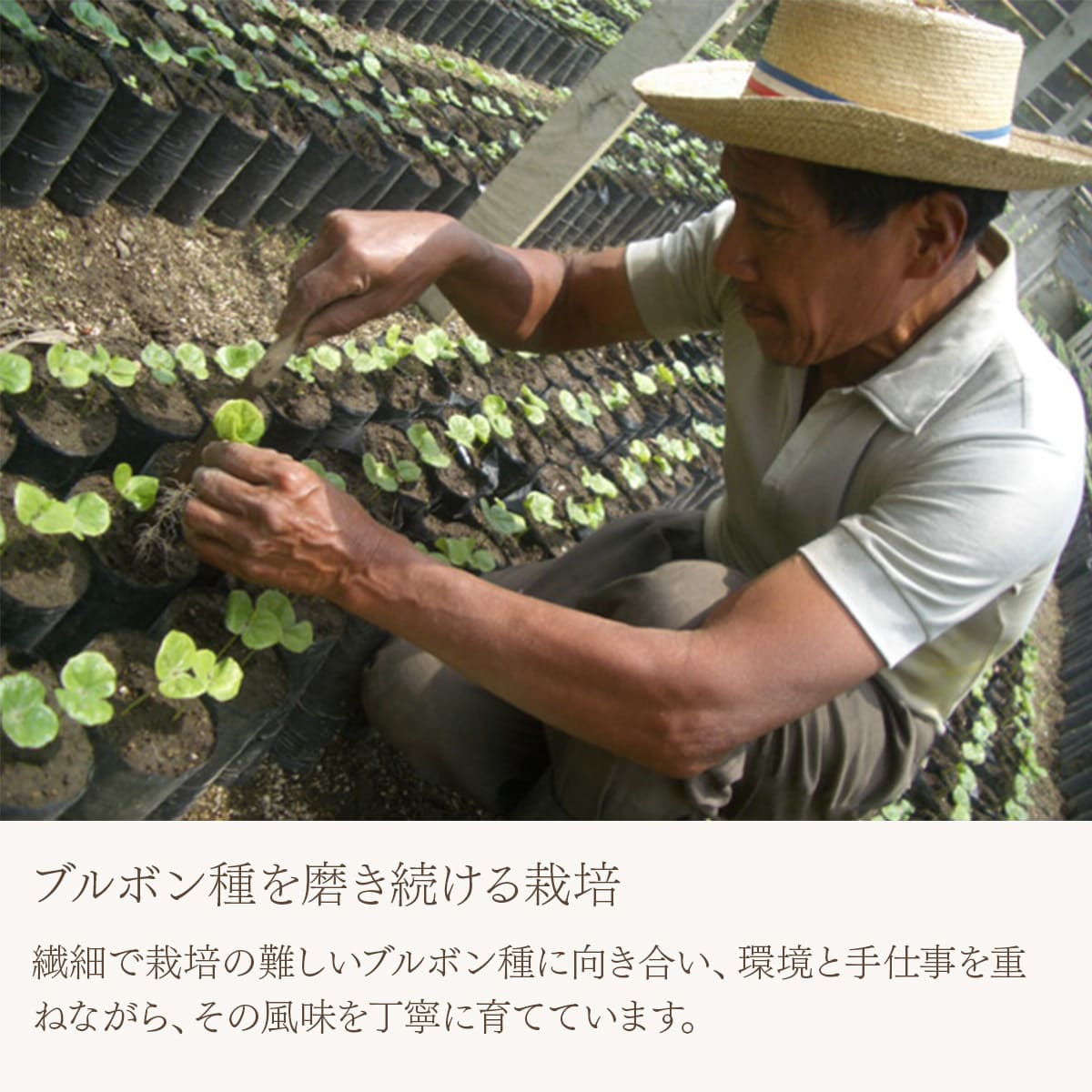 グアテマラ レタナ農園 レッドブルボン