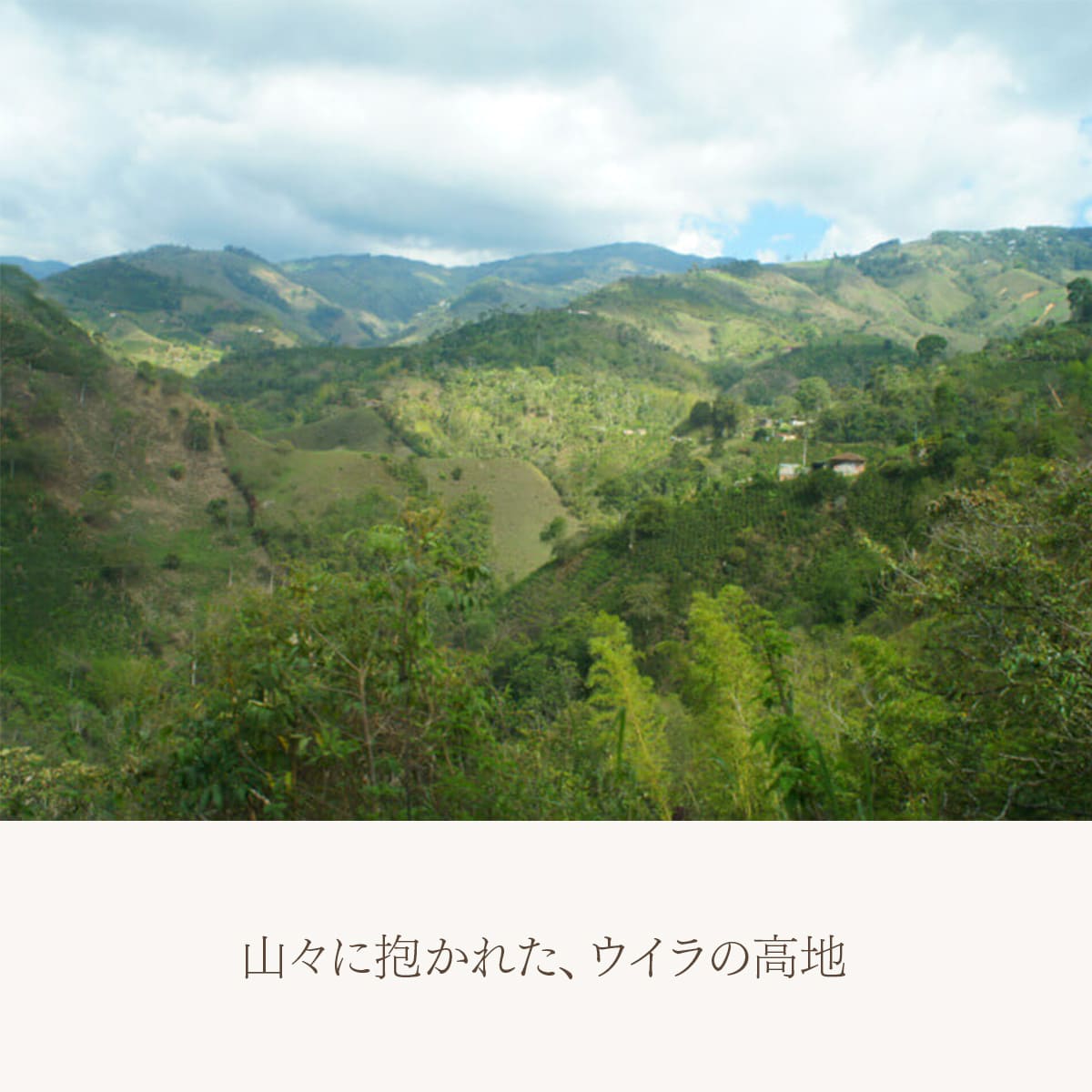 コロンビア ウイラ カトゥーラ・チロソ ウォッシュド