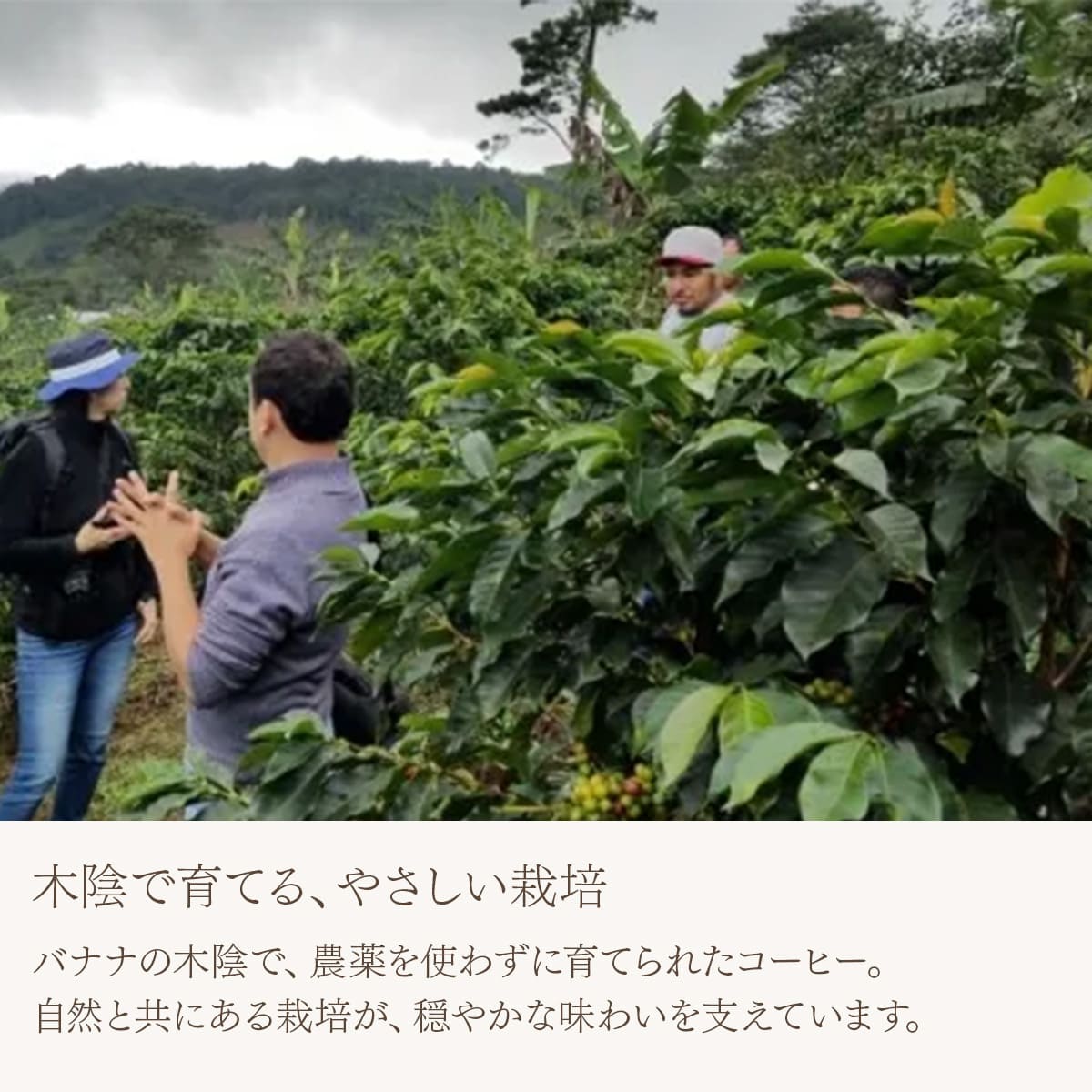 カフェインレス メキシコ フィンカ・ドン・ラファ