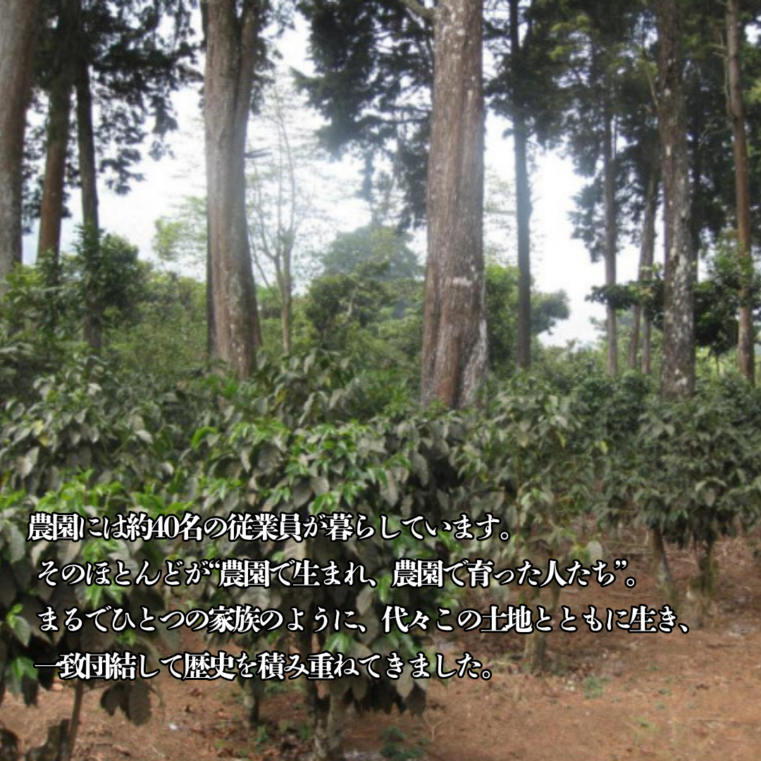 【スペシャリティーコーヒー】100g グアテマラ フロレンシアブルボン 中深煎り