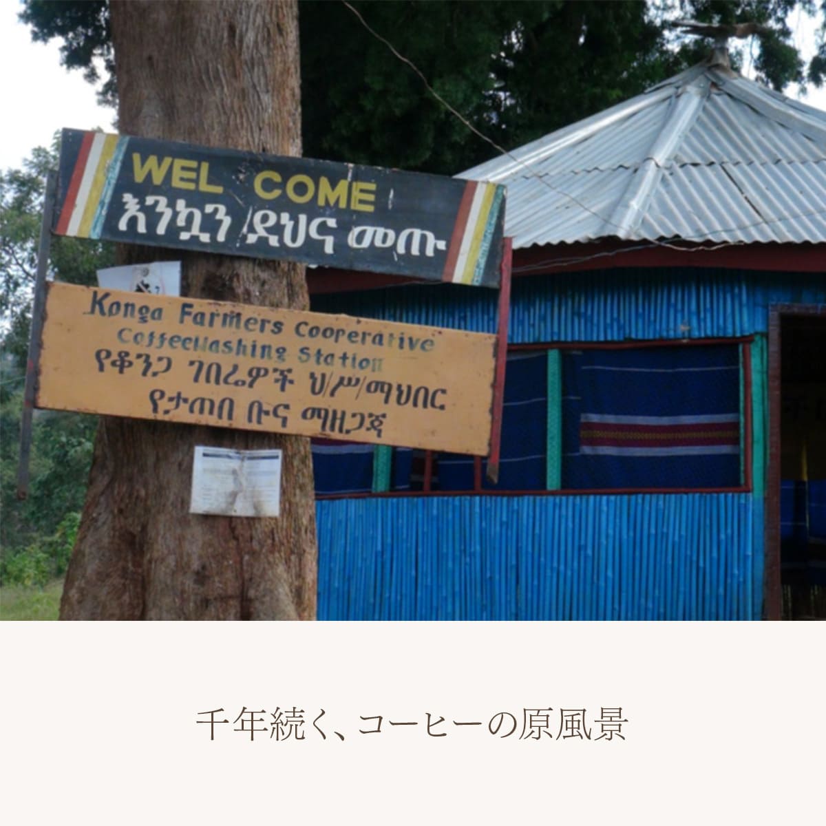 エチオピア イルガチェフェ G2 コンガ農協 フェアトレード