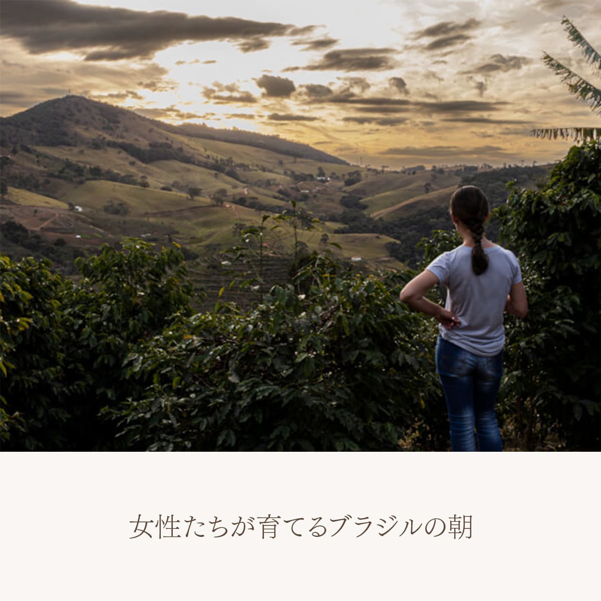 ブラジル ドーナス・ド・カフェ パルプドナチュラル