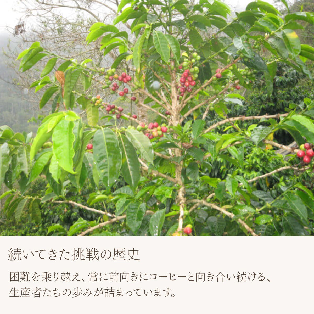 ボリビア カフェ・ジャスミン エドゥアルド・トラ 中深煎り