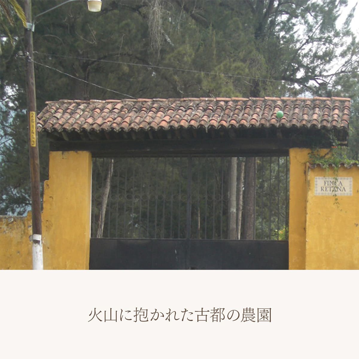 グアテマラ レタナ農園 レッドブルボン