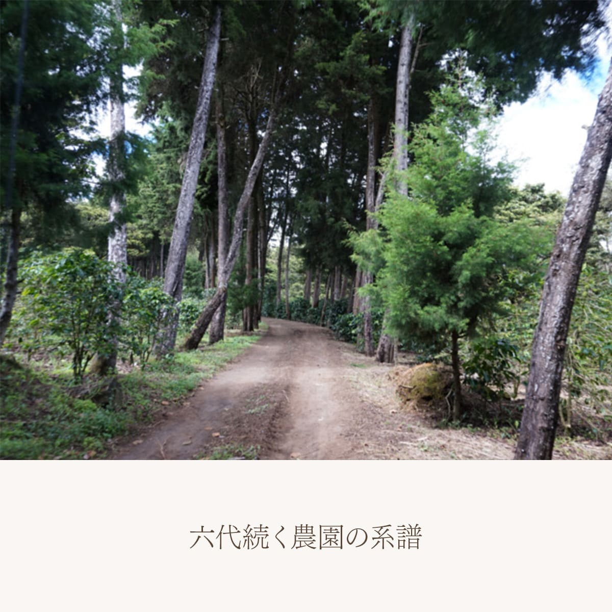 【スペシャリティーコーヒー】グアテマラ フロレンシアブルボン 中深煎り