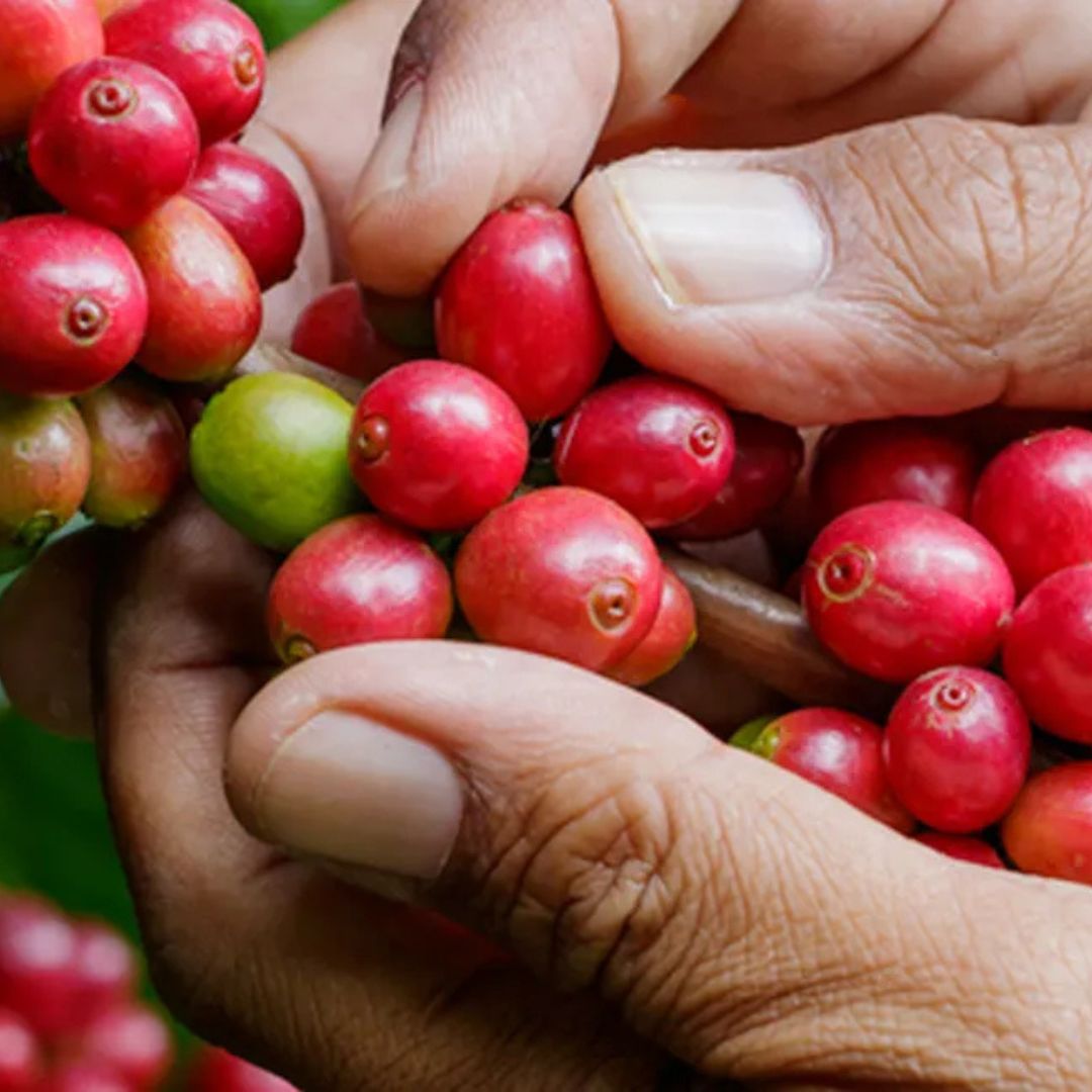 【農薬不使用・無化学肥料】100g メキシコ マヤビニック 中深煎り