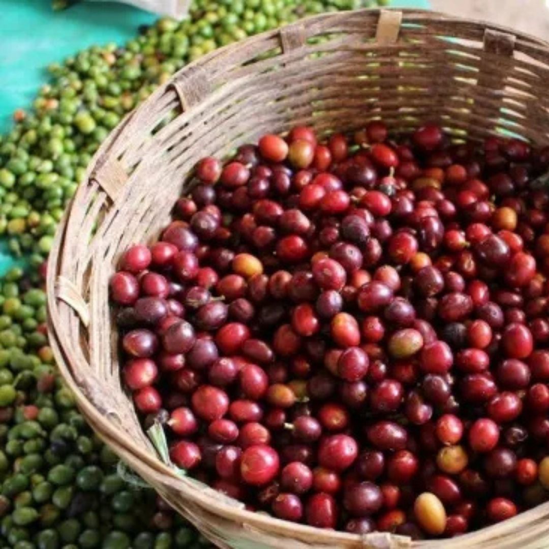 【農薬不使用・無化学肥料】100g メキシコ マヤビニック 中深煎り