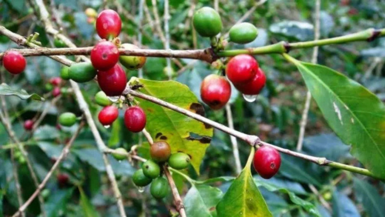 フェアトレードの豆が教えてくれること