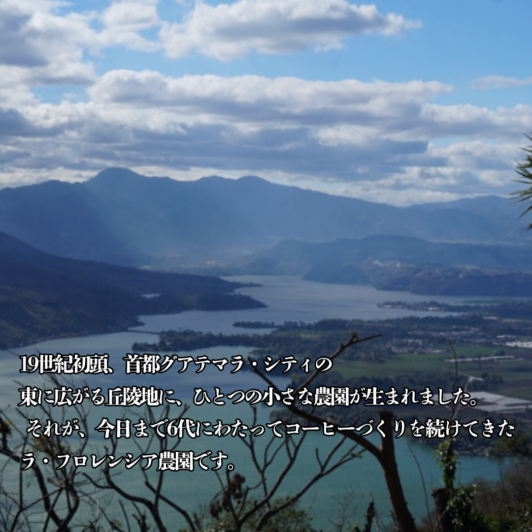 【スペシャリティーコーヒー】100g グアテマラ フロレンシアブルボン 中深煎り