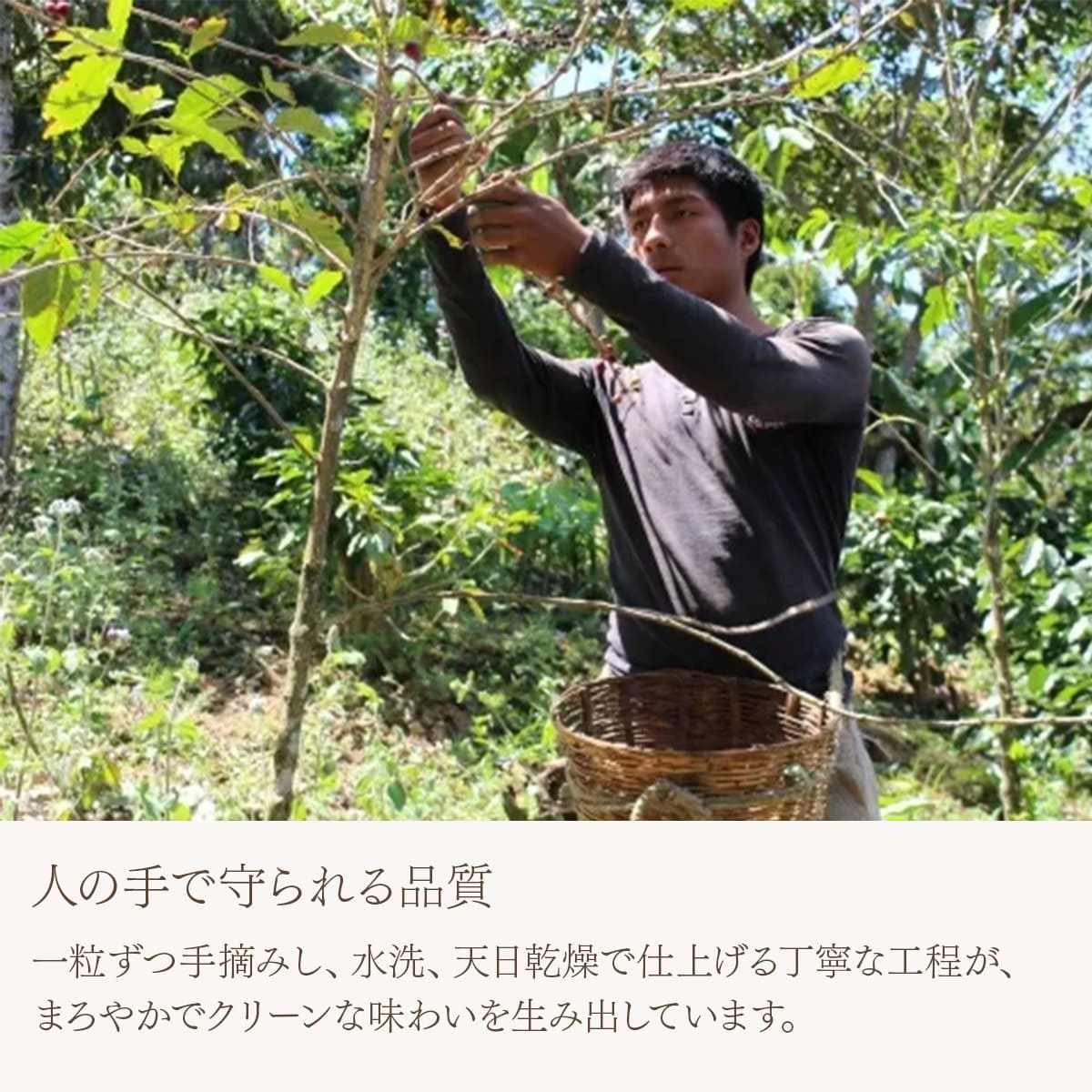 【農薬不使用・無化学肥料】メキシコ マヤビニック 中深煎り