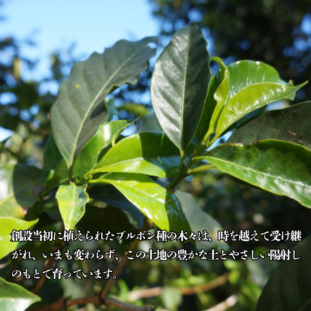 【スペシャリティーコーヒー】100g グアテマラ フロレンシアブルボン 中深煎り