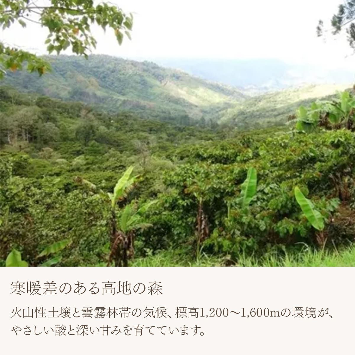 【農薬不使用・無化学肥料】メキシコ マヤビニック 中深煎り