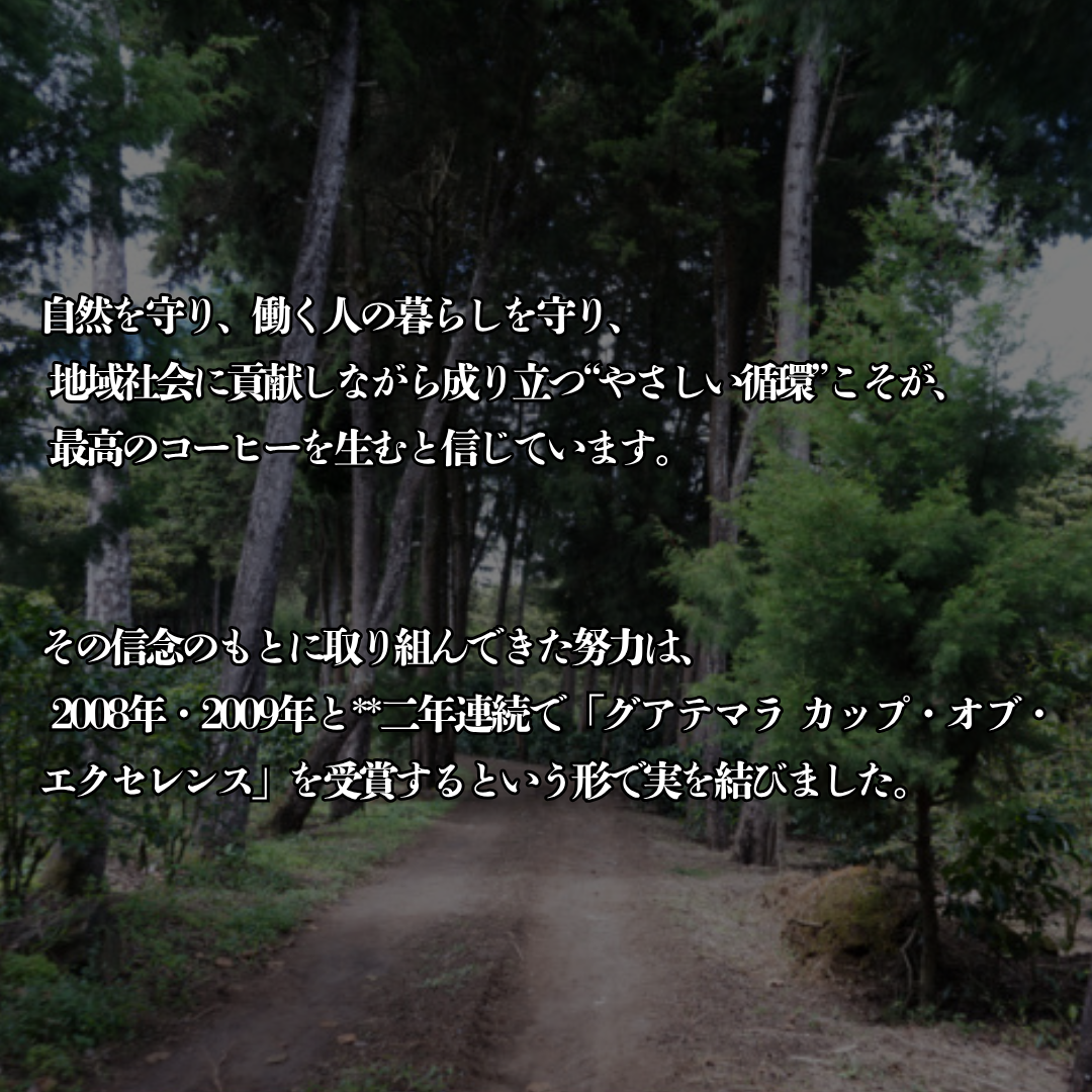 【スペシャリティーコーヒー】100g グアテマラ フロレンシアブルボン 中深煎り
