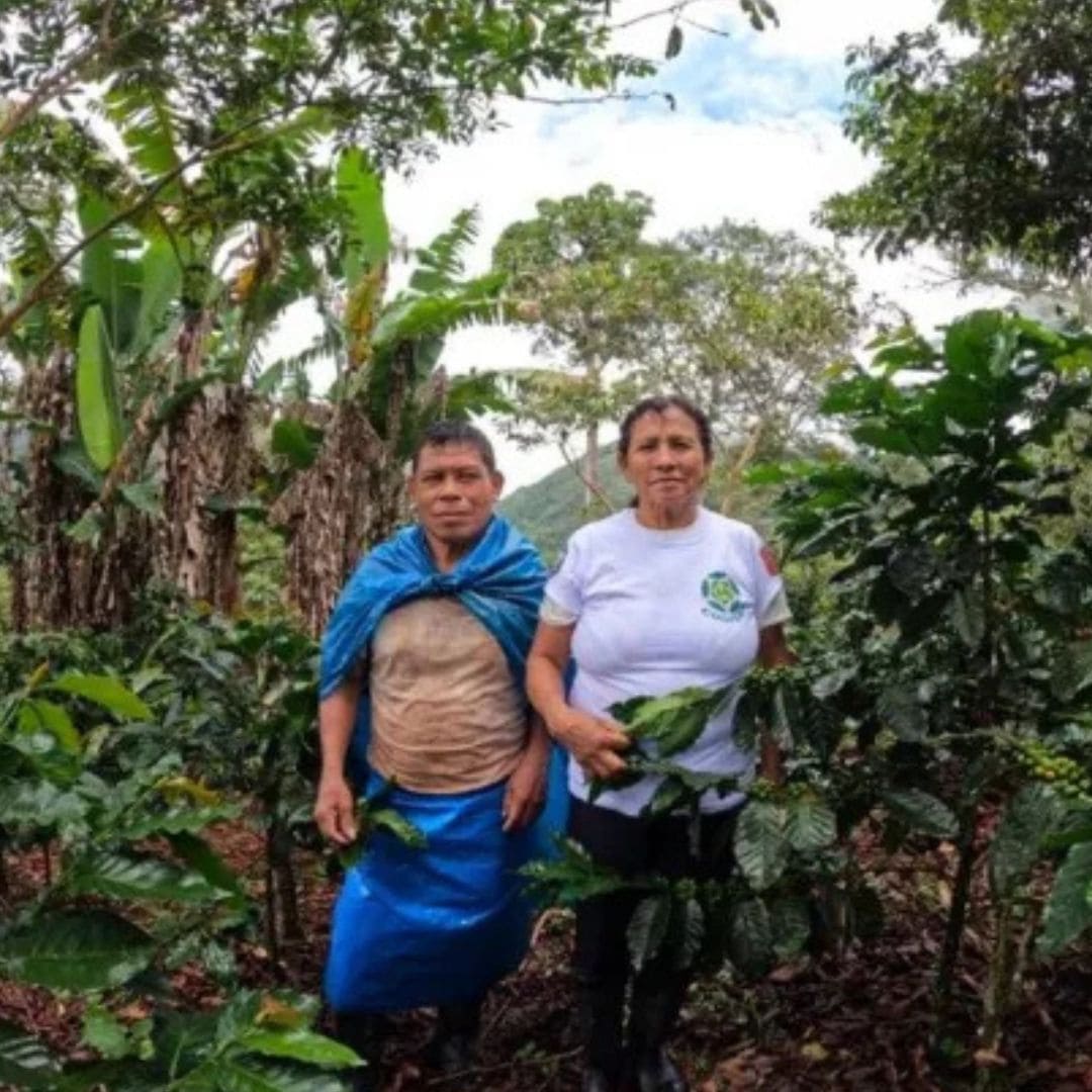 【農薬不使用・無化学肥料】100g ペルー アルトマヨの森 フェアトレード 中深煎り