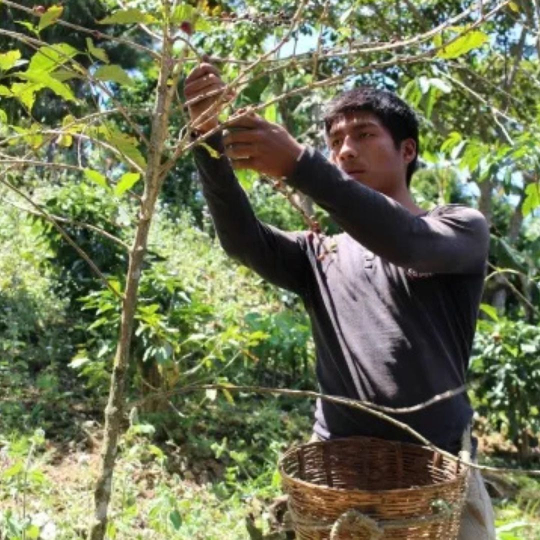 【農薬不使用・無化学肥料】100g メキシコ マヤビニック 中深煎り