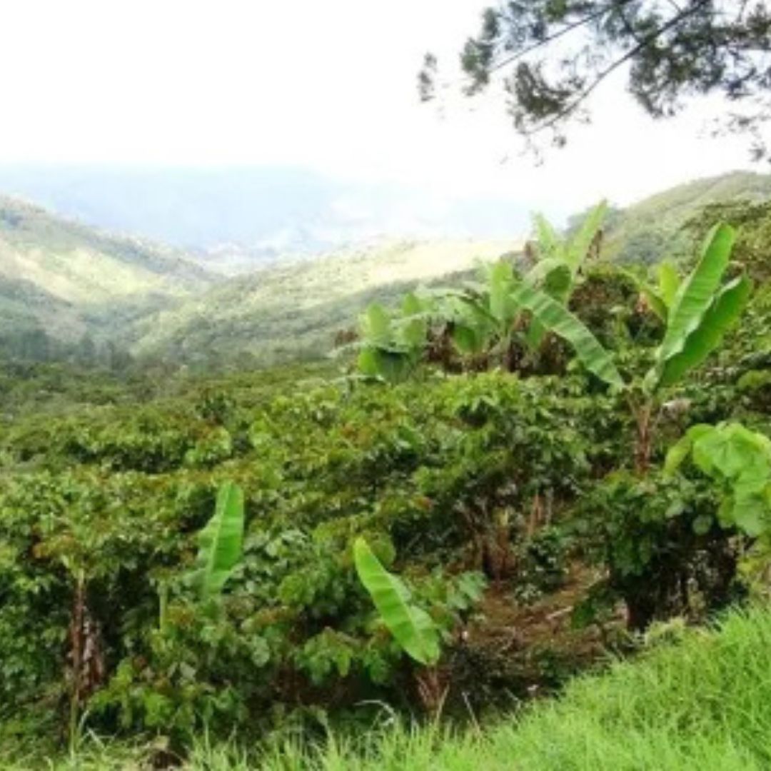 【農薬不使用・無化学肥料】100g メキシコ マヤビニック 中深煎り