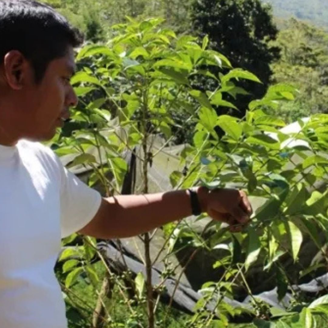 【農薬不使用・無化学肥料】100g メキシコ マヤビニック 中深煎り